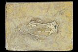 Fossil Crinoid (Oklahomacrinus) - Alabama #114390-1
